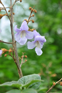 梧桐花