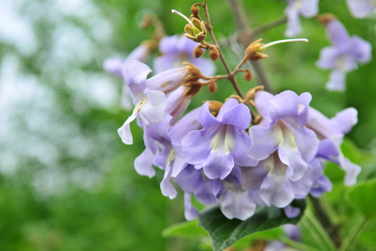 梧桐花