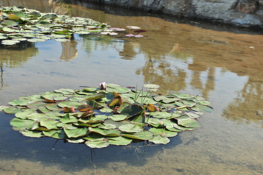 睡蓮 水塘