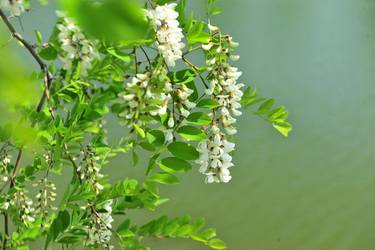 槐花  槐樹