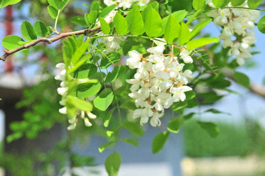 槐樹(shù)花