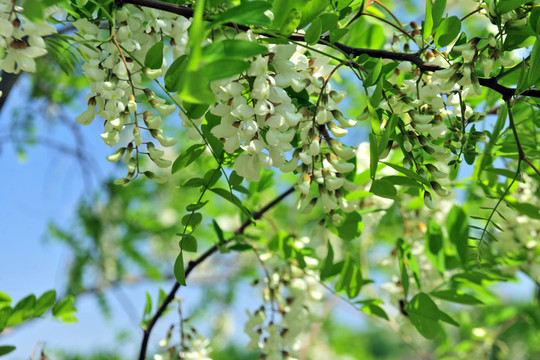 槐花 槐樹