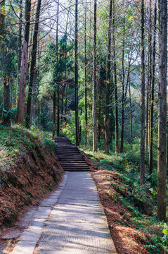 山道