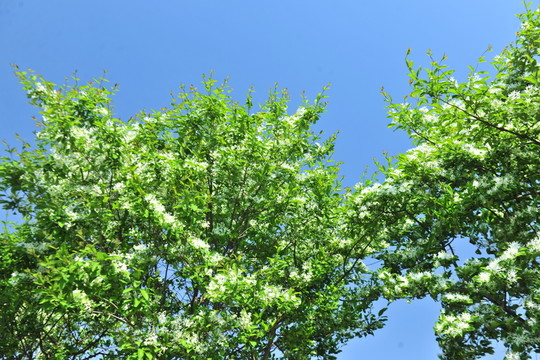 流蘇樹開花