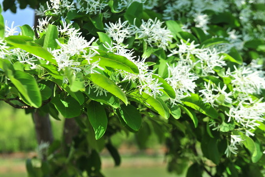 流蘇花  白色花