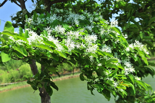 流蘇樹(shù)