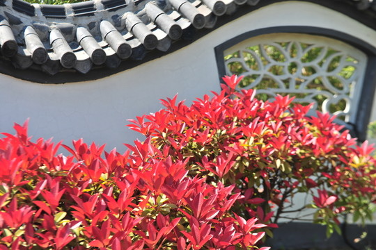 景觀樹(shù)  紅葉石楠