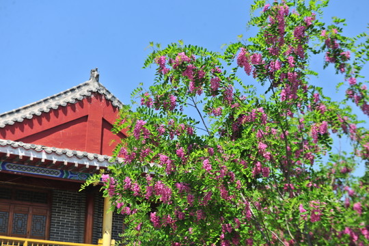 紫色槐花 香花槐