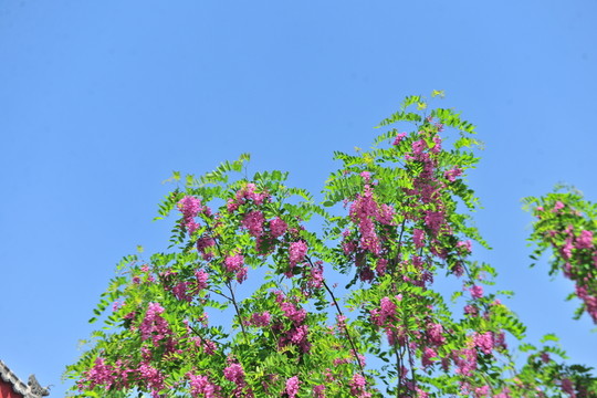 紫色槐花