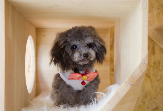 小狗狗