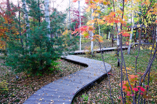 秋樹(shù)紅葉棧道