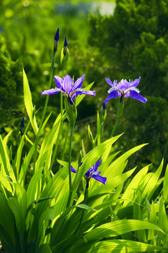 鳶尾花