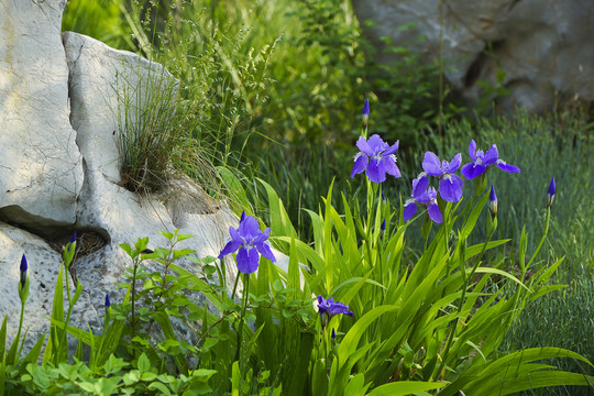 鳶尾花奇石