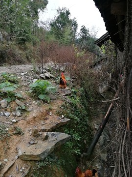 家禽