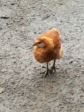 家禽