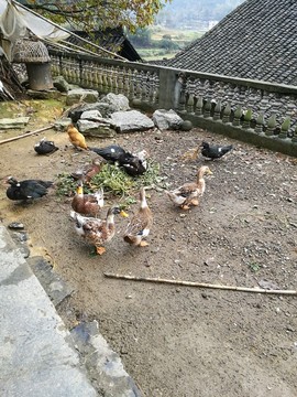 家禽