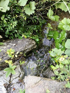 樹木