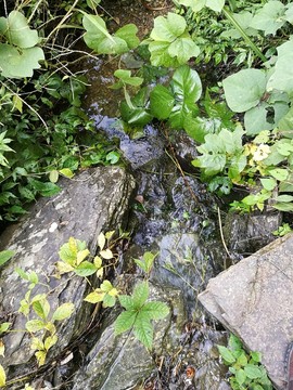 樹木