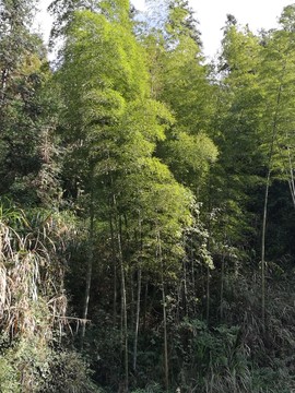 樹木