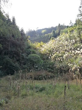 樹木