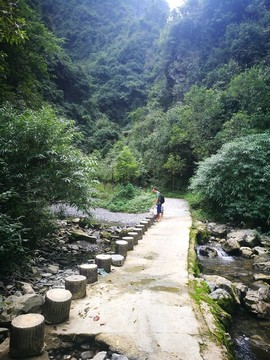 山林 樹(shù)林