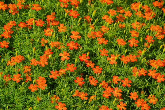 萬(wàn)壽菊10