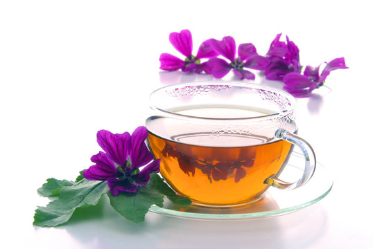 TEE MALVE茶錦葵10