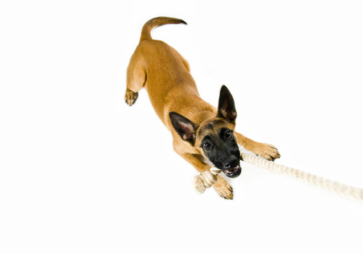 馬里努阿犬的小狗玩具