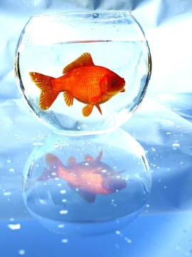 碗中的金魚