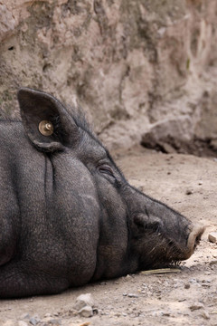 H？ngebauchschwein