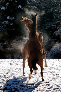 在雪地里跳舞的馬