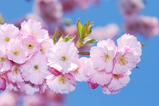 花卉