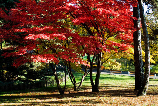 具有異國(guó)情調(diào)的樹(shù)的公園