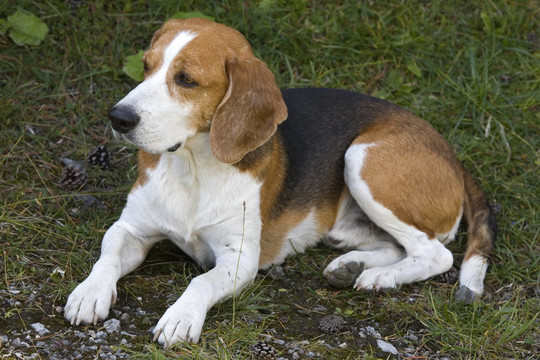 比格犬