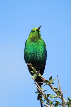 藍鳥
