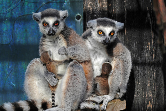 kattafamilie