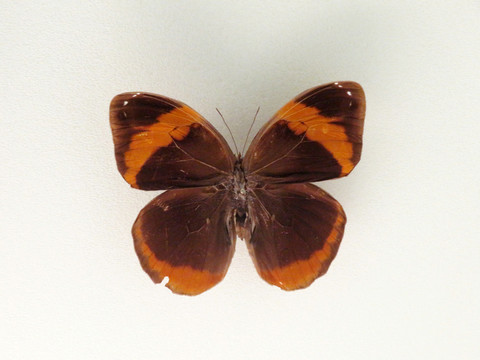 美洲紅帶咯環(huán)蝶
