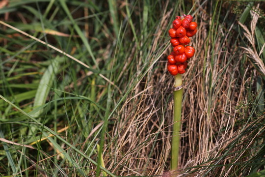 海芋（花序）