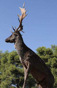 hirsch profile