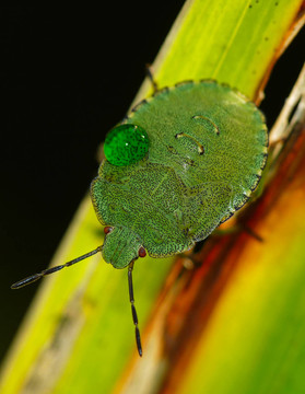 綠盾的bug