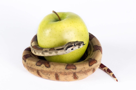 蛇