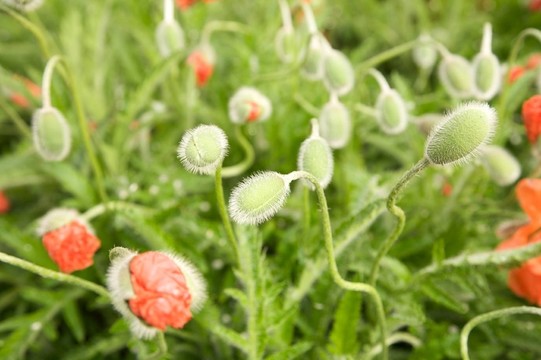 花卉