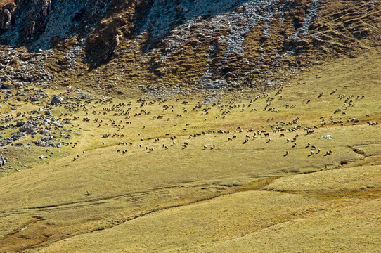 moutons