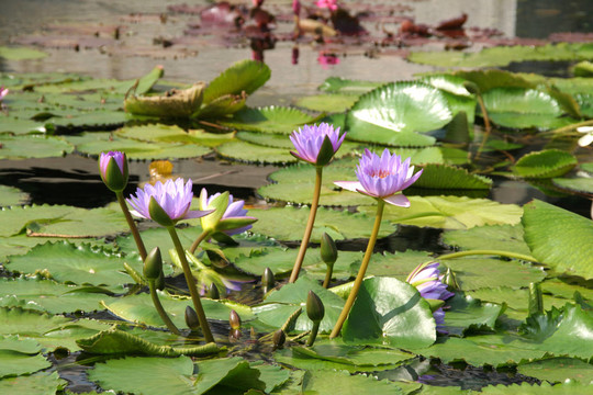 花園