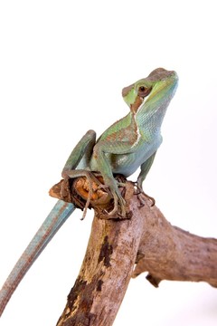 冠蜥