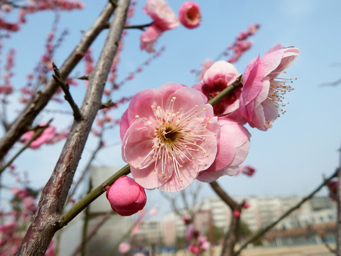 桃花