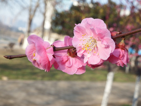 桃花