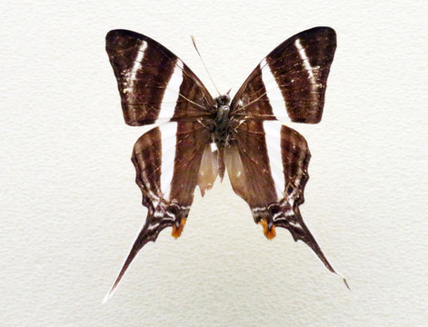 美洲白條鳳蛺蝶