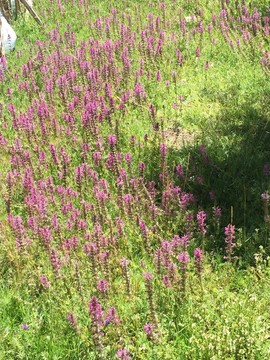 草地 野花