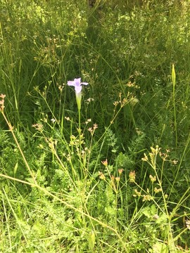 草地 野花